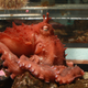The frilled giant Pacific octopus. Photo Courtesy D. Scheel